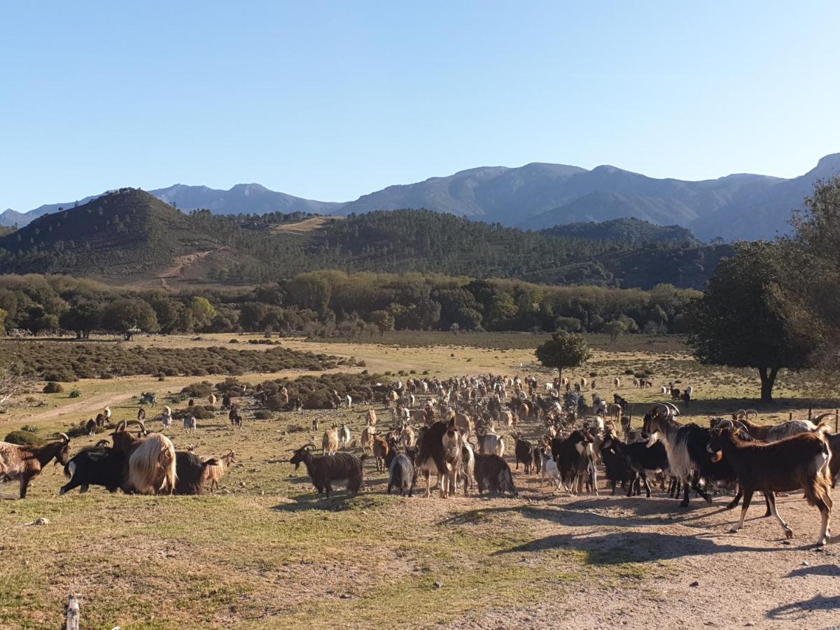 Domaine U Filanciu - Casa Ghjulia - Centru Di Corsica Villa Moltifao Eksteriør bilde
