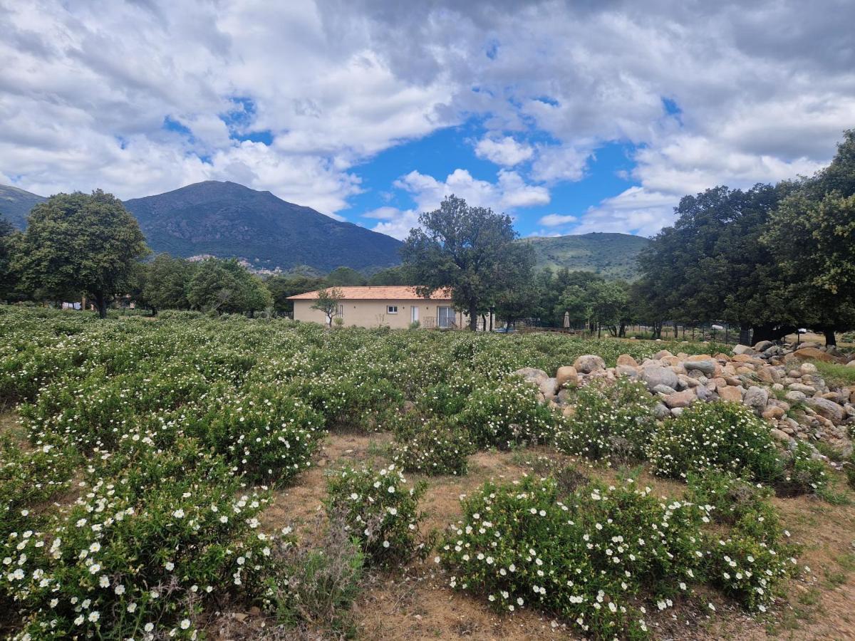 Domaine U Filanciu - Casa Ghjulia - Centru Di Corsica Villa Moltifao Eksteriør bilde
